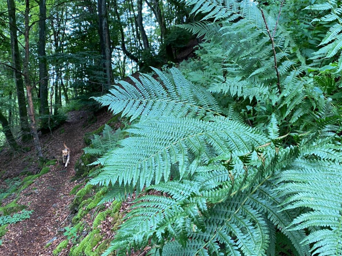 Waldlaeufer Brilon Appartement Buitenkant foto